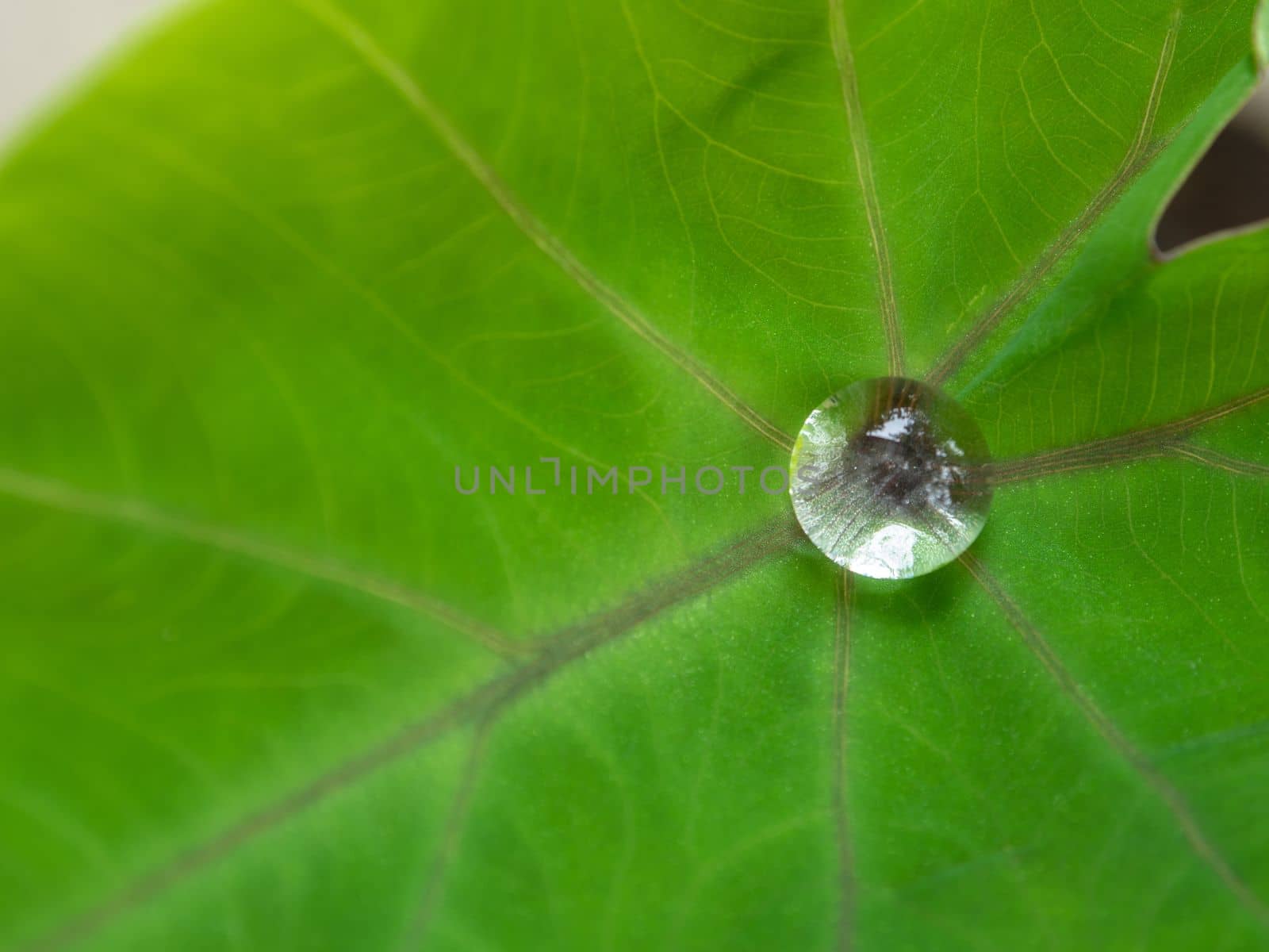 The Droplet water on the colocasia leaf
