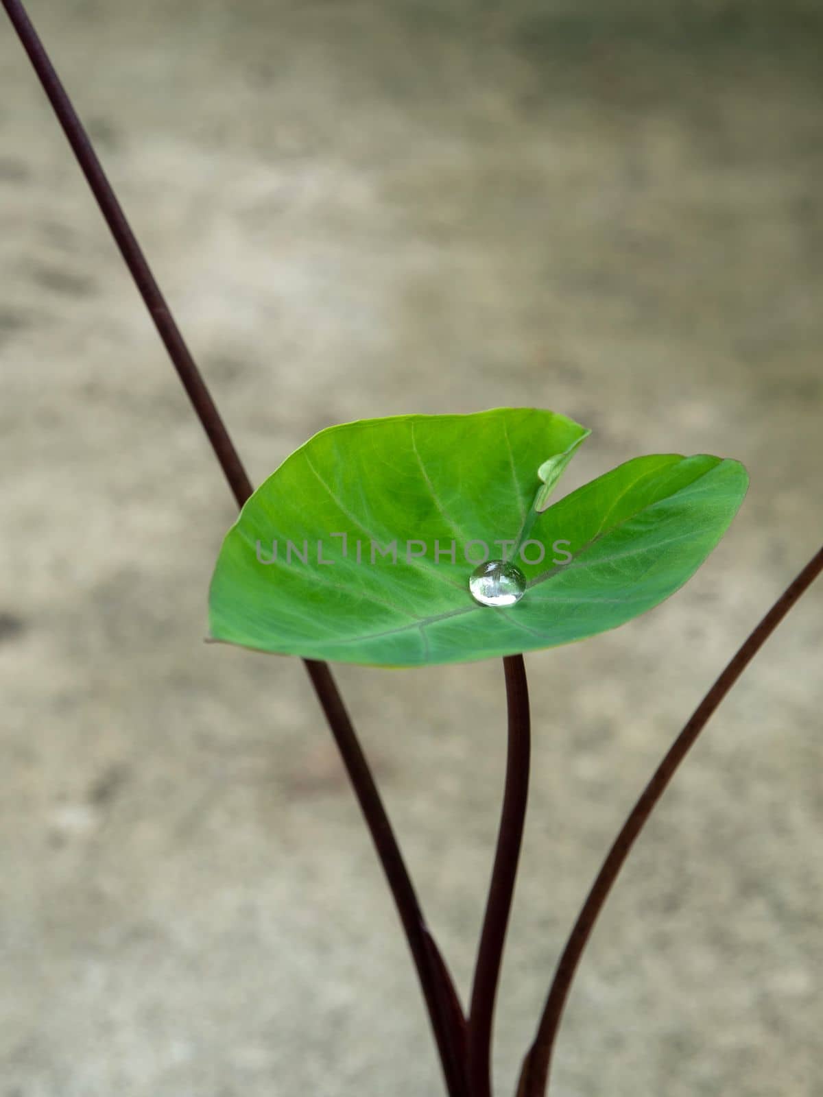 The Droplet water on the colocasia leaf by Satakorn