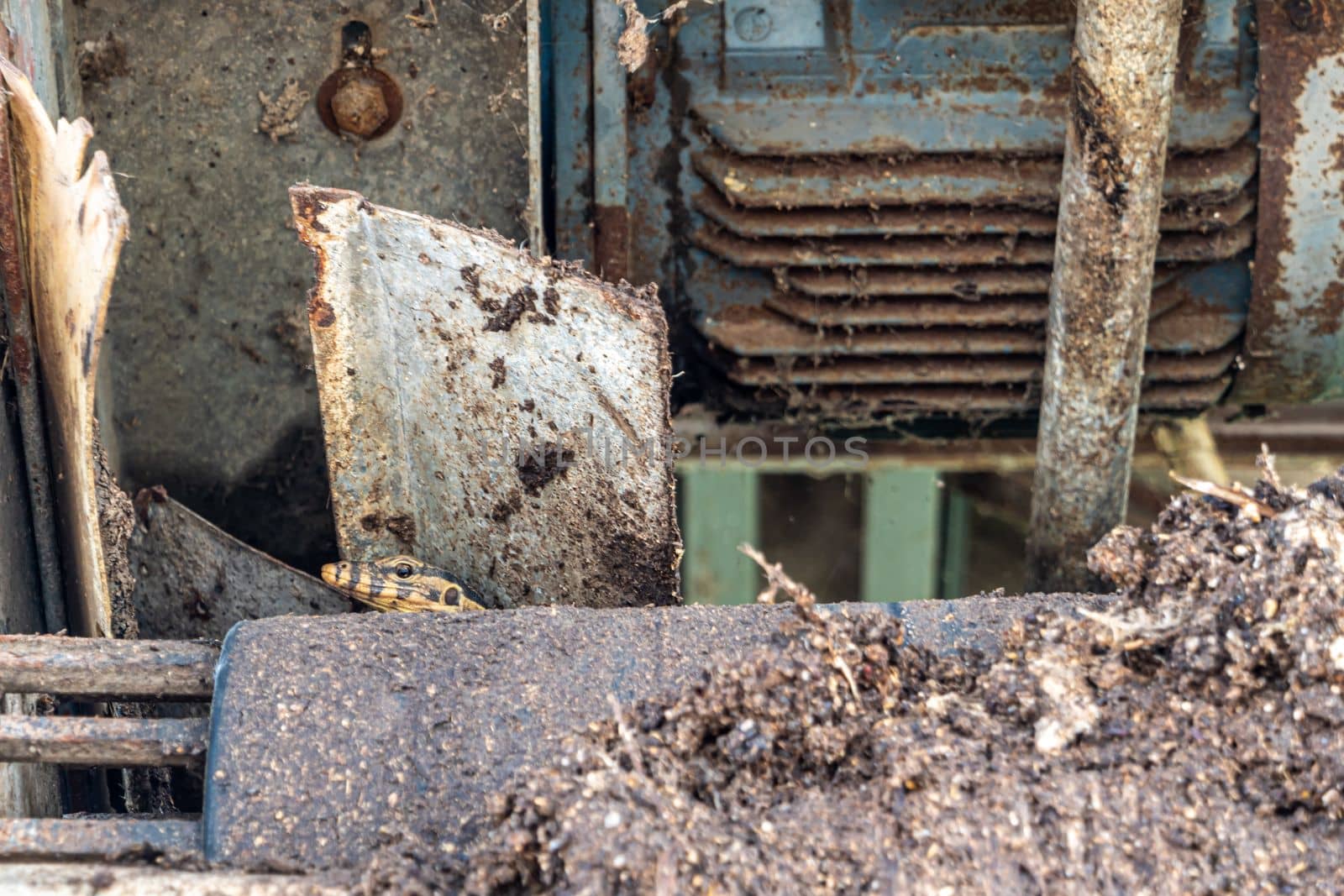 Varanus Salvator hides in a nook of an old machine by Satakorn