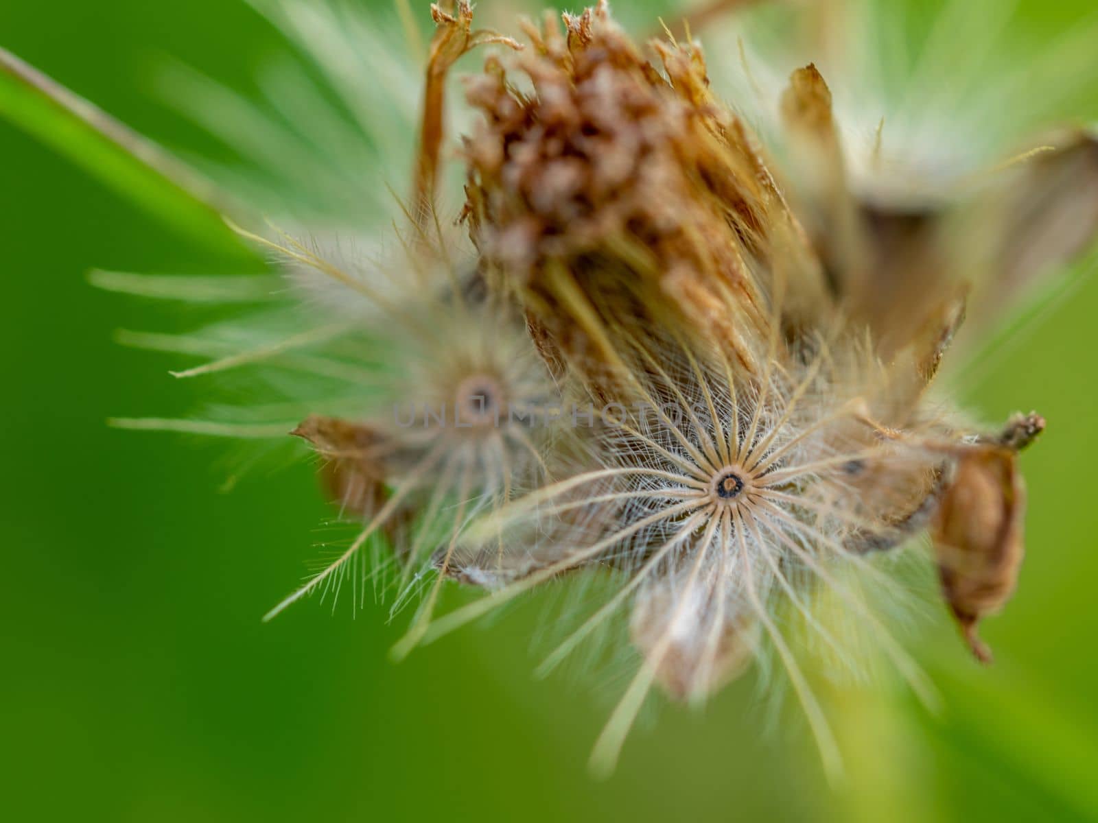 Close-up the seed of a Tridax Daisy flower when withering by Satakorn