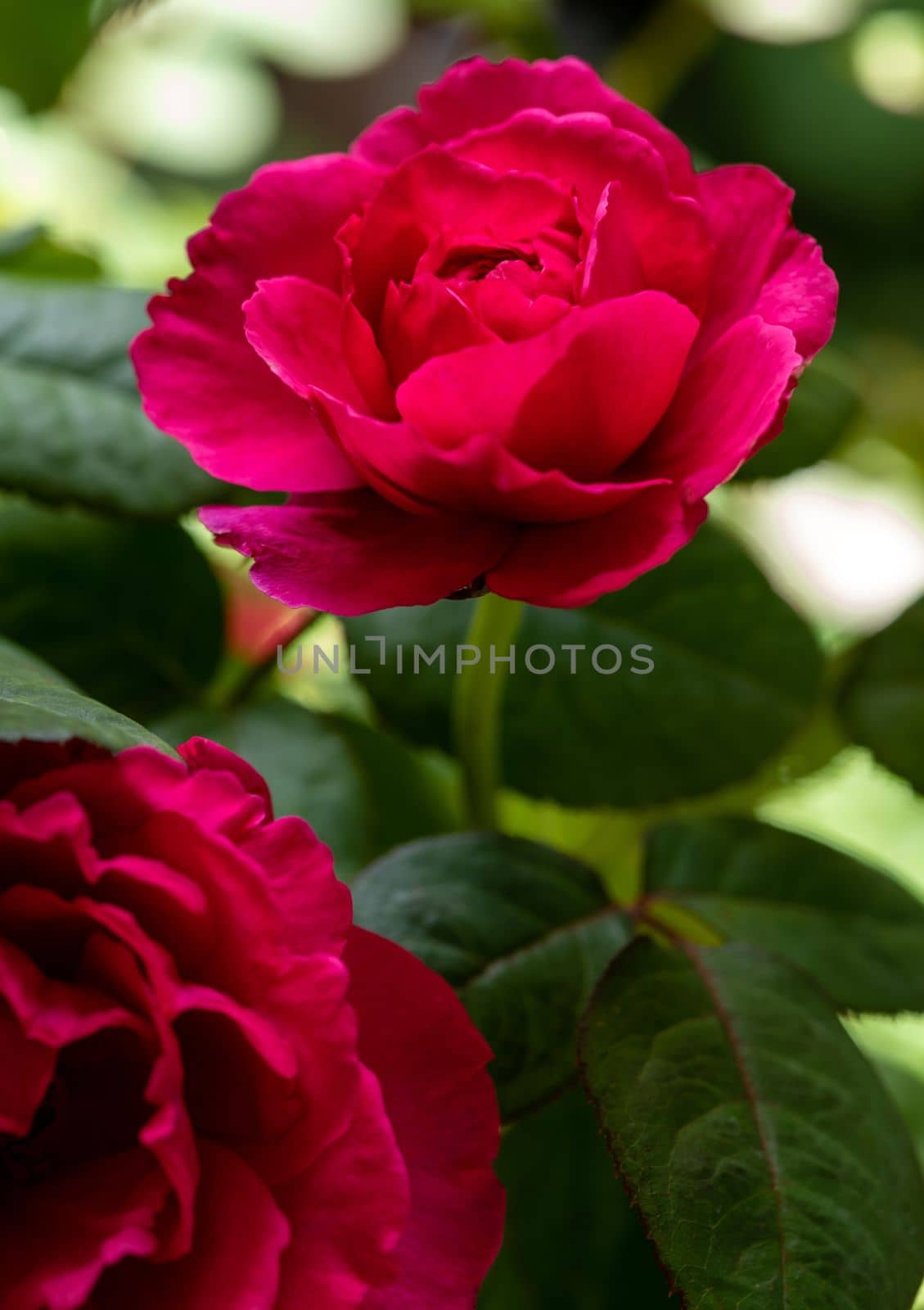 Shape and colors of Princess Kishi roses that blooming