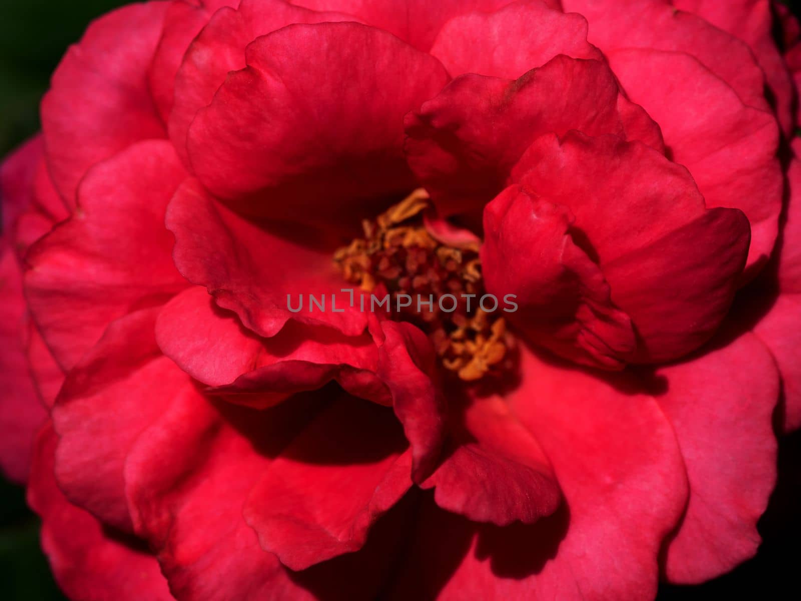 Shape and colors of Princess Kishi roses that blooming