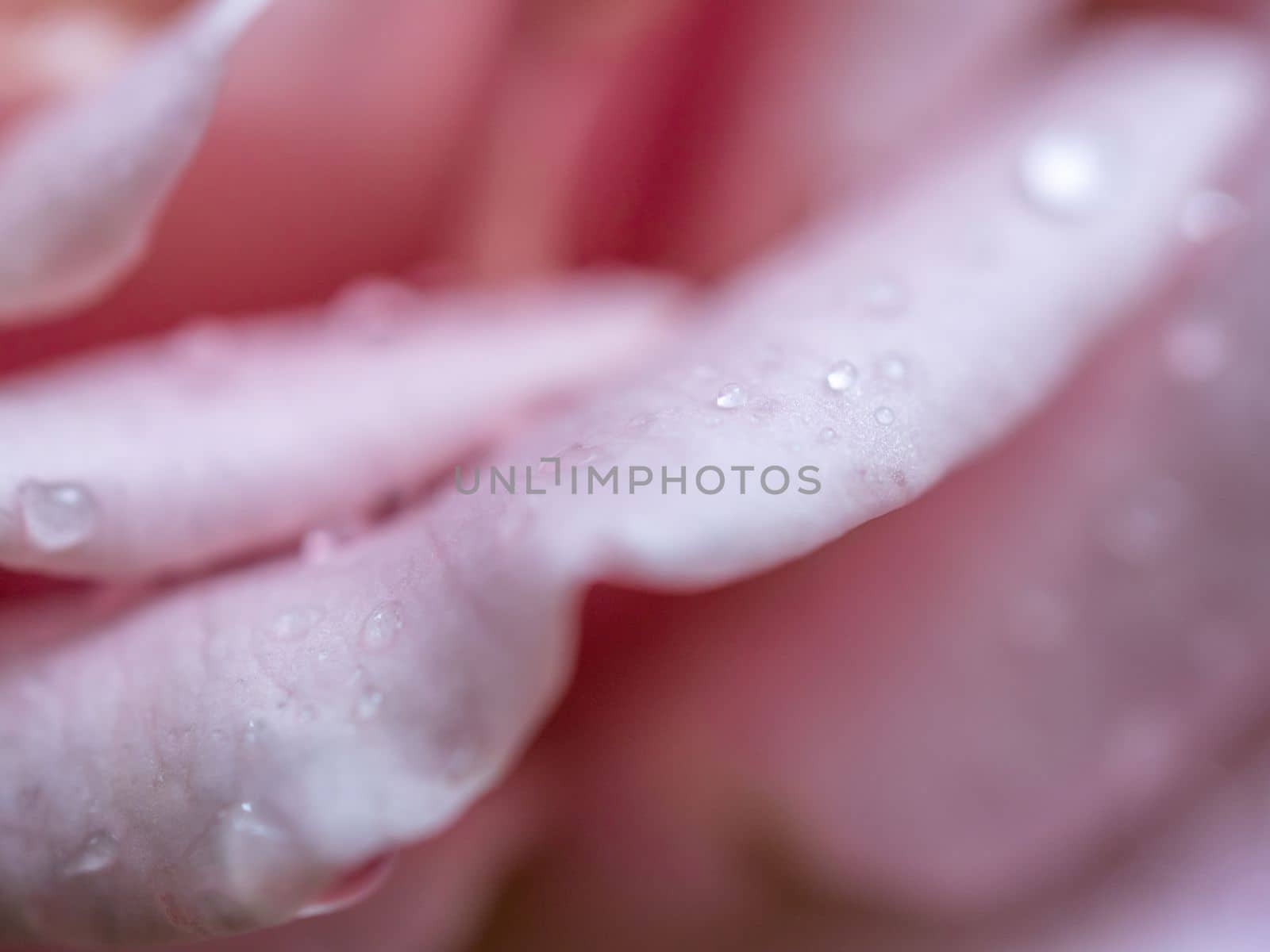 Close-up delicate Koko Loco rose petals as nature background