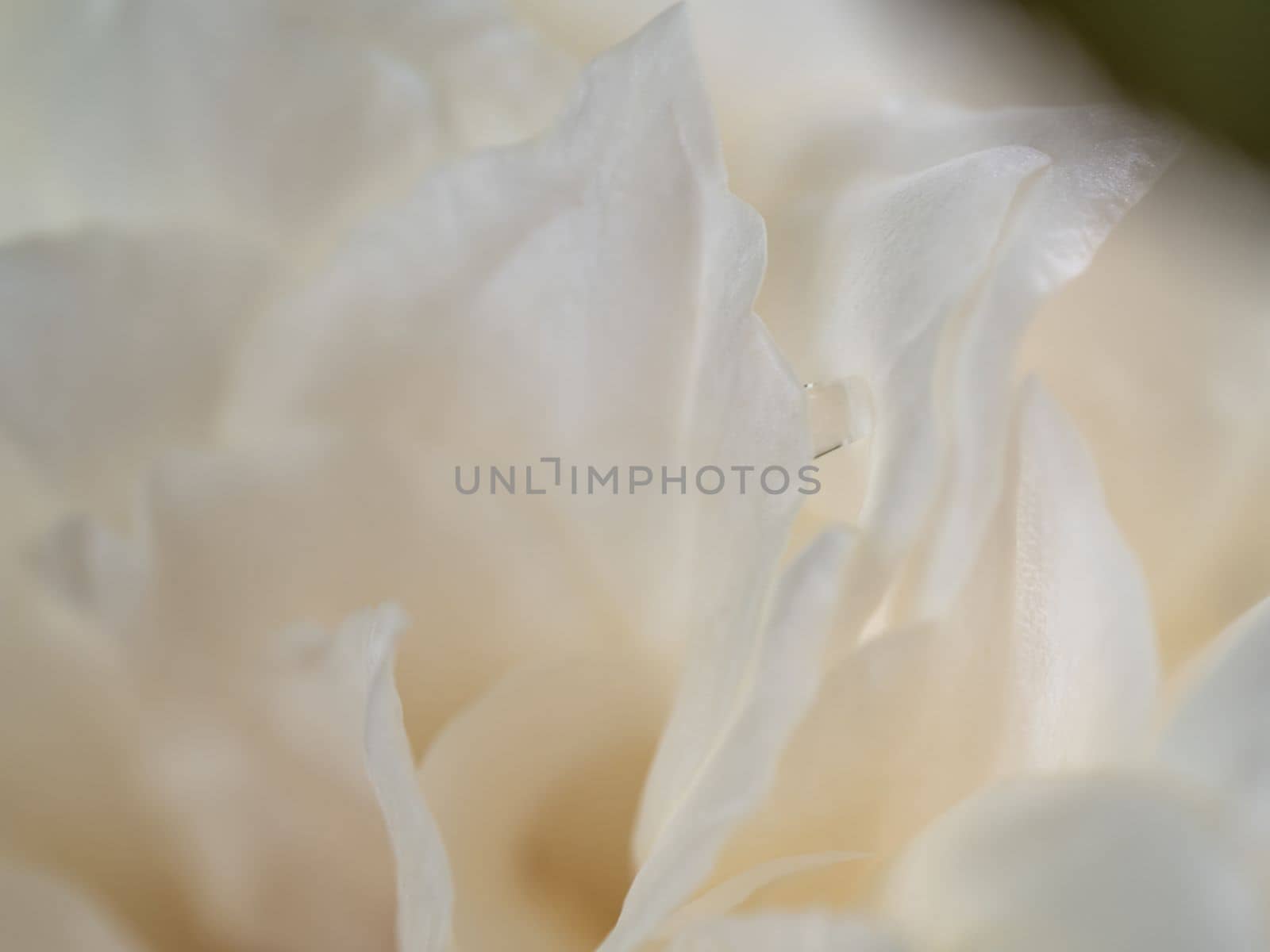 Close-up delicate Princess Miyuki rose pure white petals as nature background