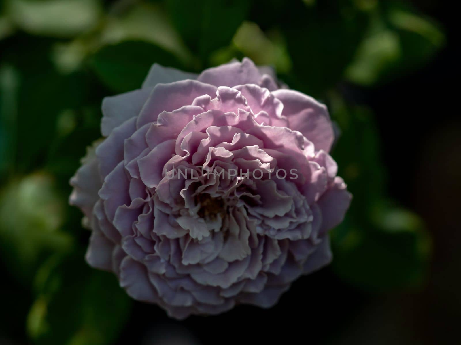 Shape and colors of Princess Kaori the Japanese garden rose