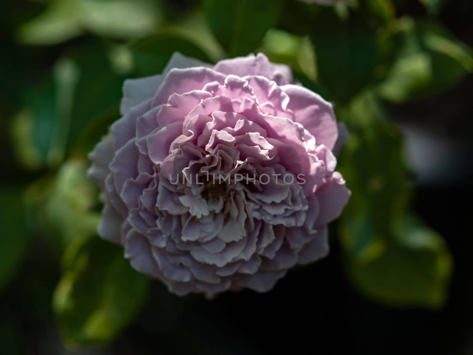 Shape and colors of Princess Kaori the Japanese garden rose