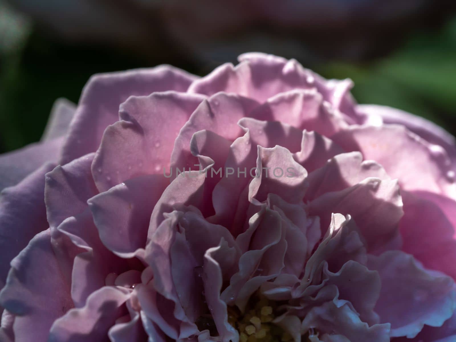 Close-up delicate Princess Kaori rose petals by Satakorn