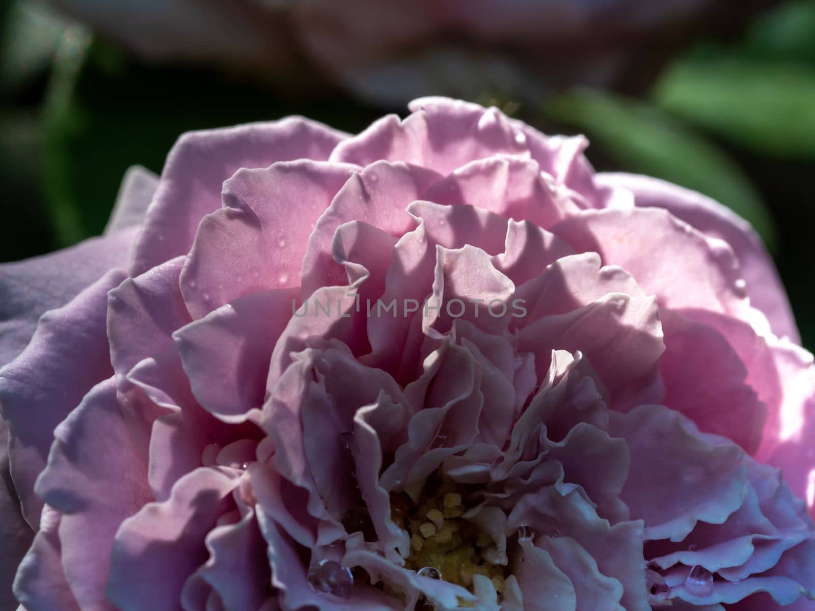 Close-up delicate Princess Kaori rose petals by Satakorn