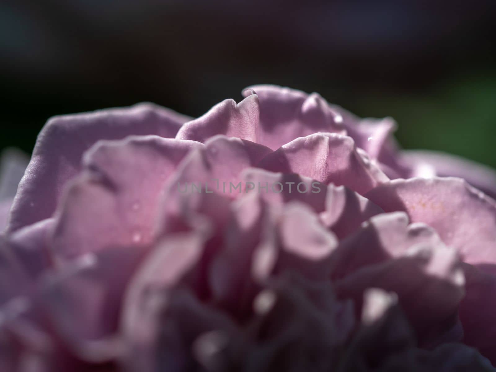 Close-up delicate Princess Kaori rose petals as nature background