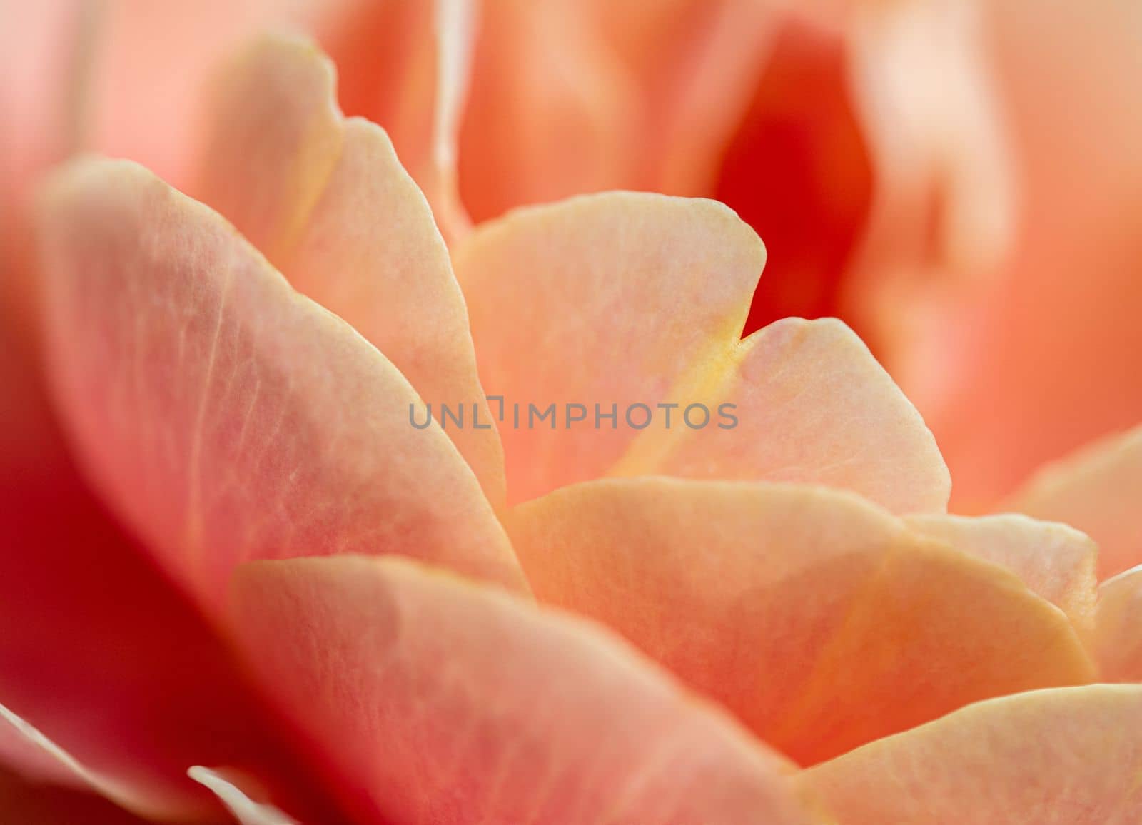 Close-up delicate The Distant drums rose petals as nature background