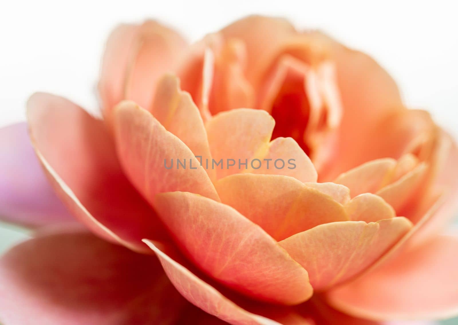 Close-up delicate The Distant drums rose petals as nature background