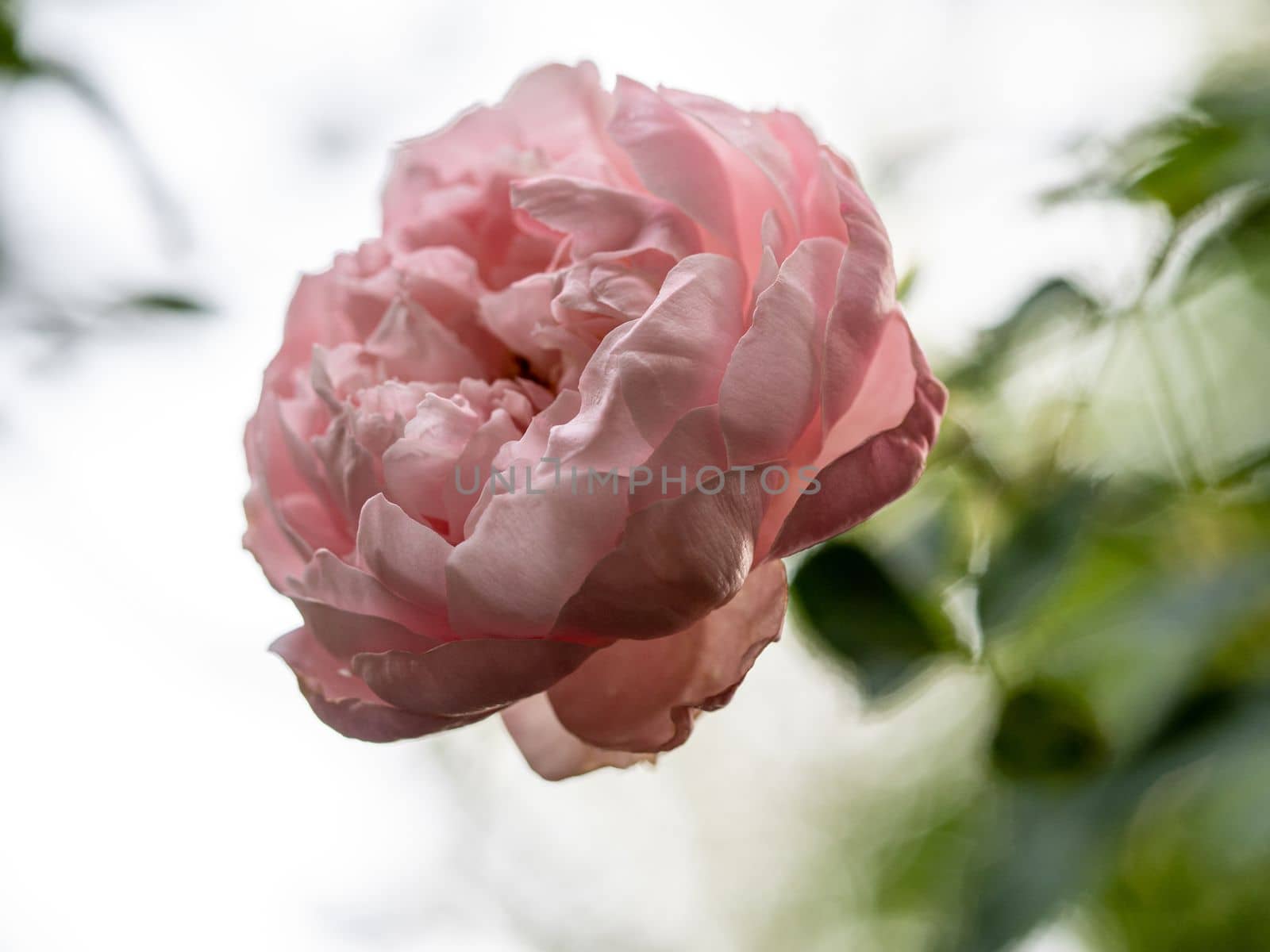 Shape and colors of Plume rose that blooming