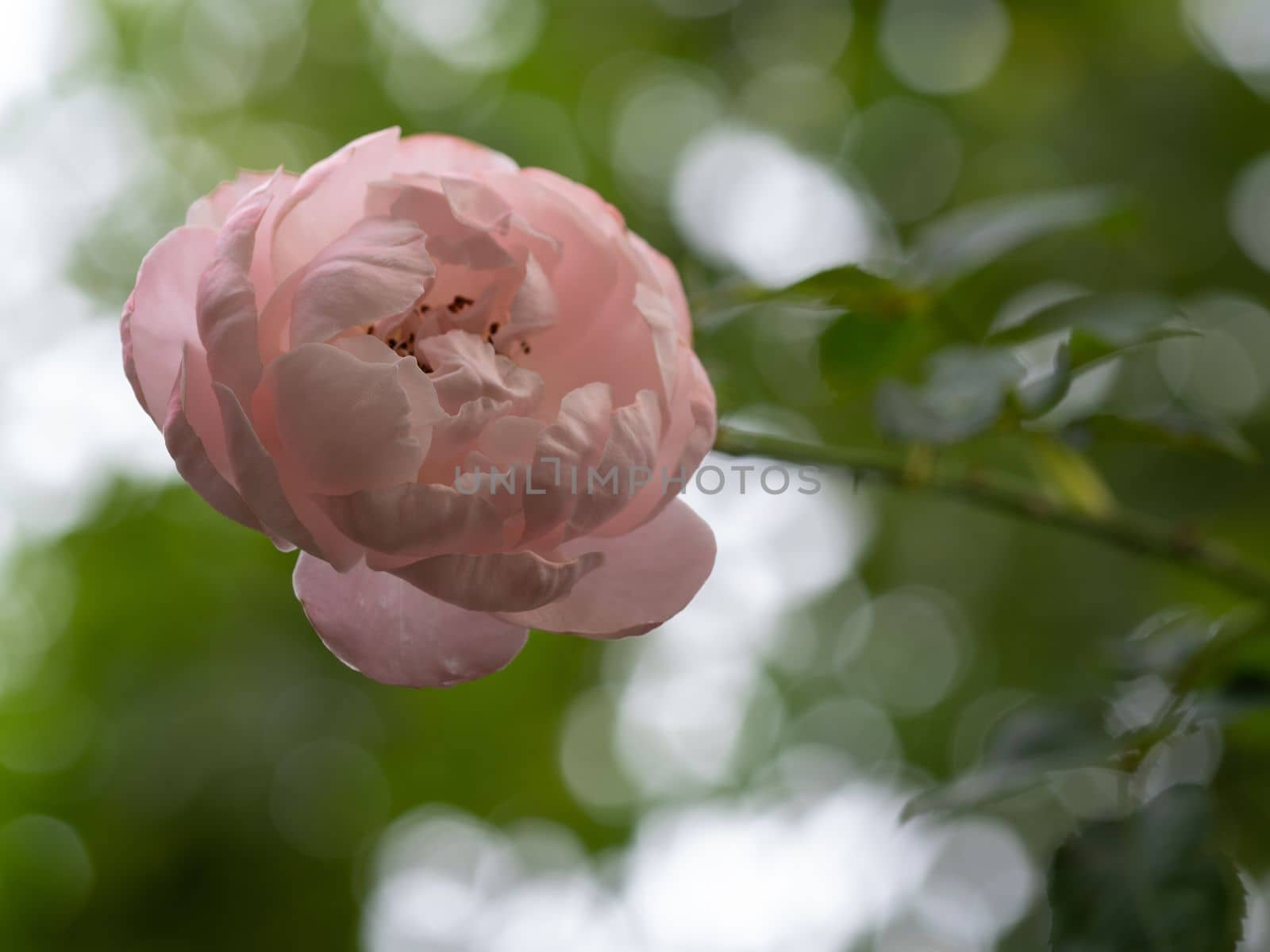 Shape and colors of Plume rose that blooming