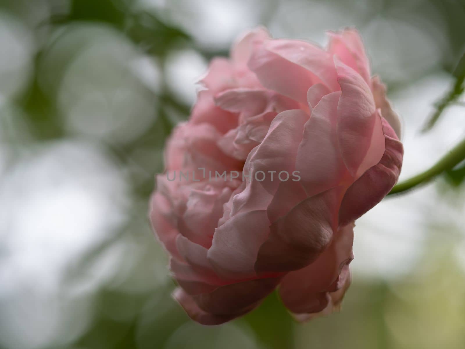 Shape and colors of Plume rose that blooming