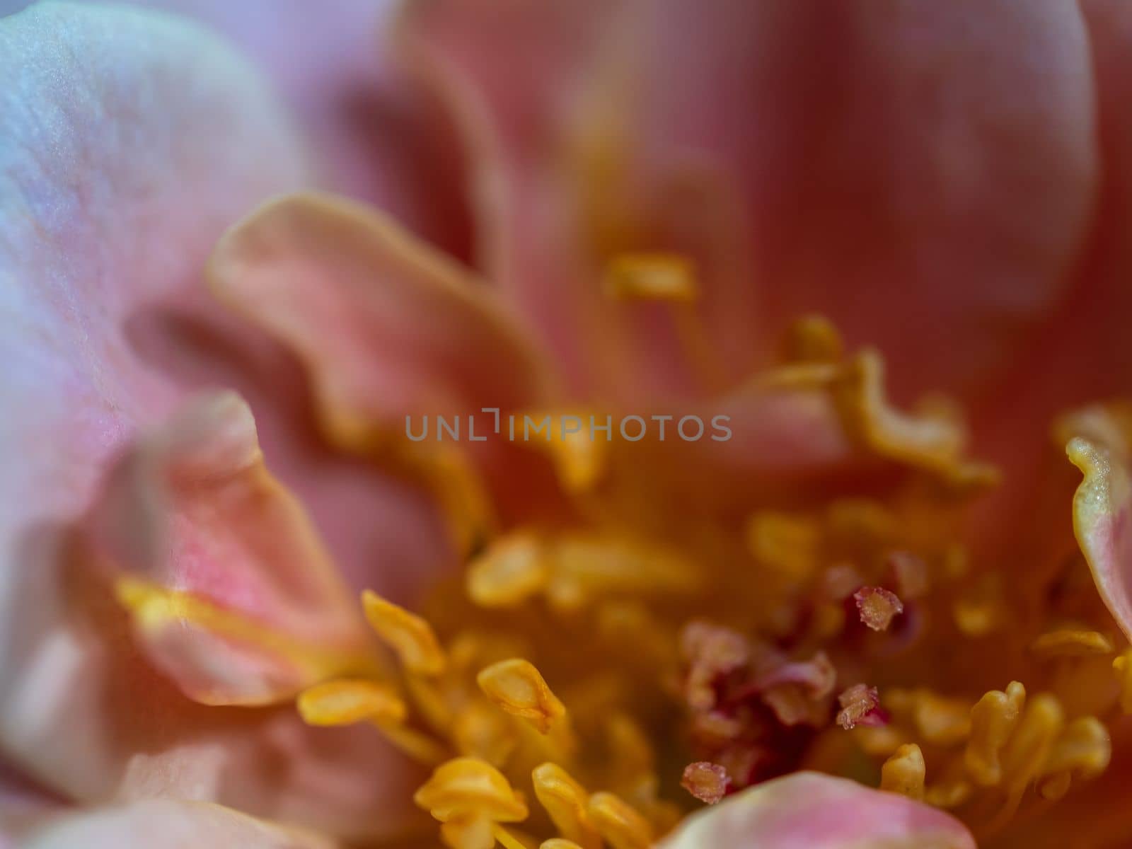 Close-up delicate rose pollens and petals as nature background by Satakorn