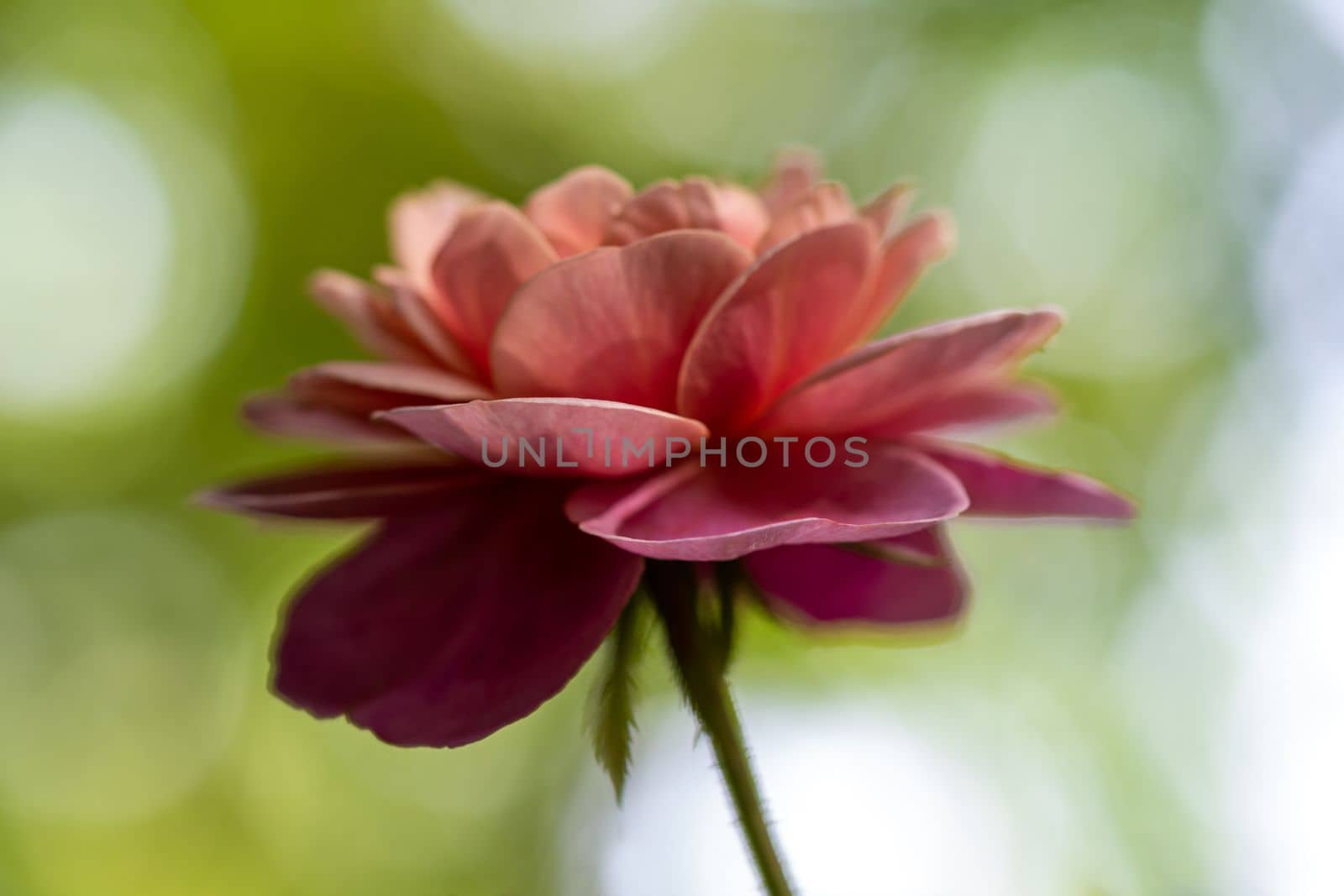 Shape and colors of Distant drums roses that bloom in Tropical climates by Satakorn