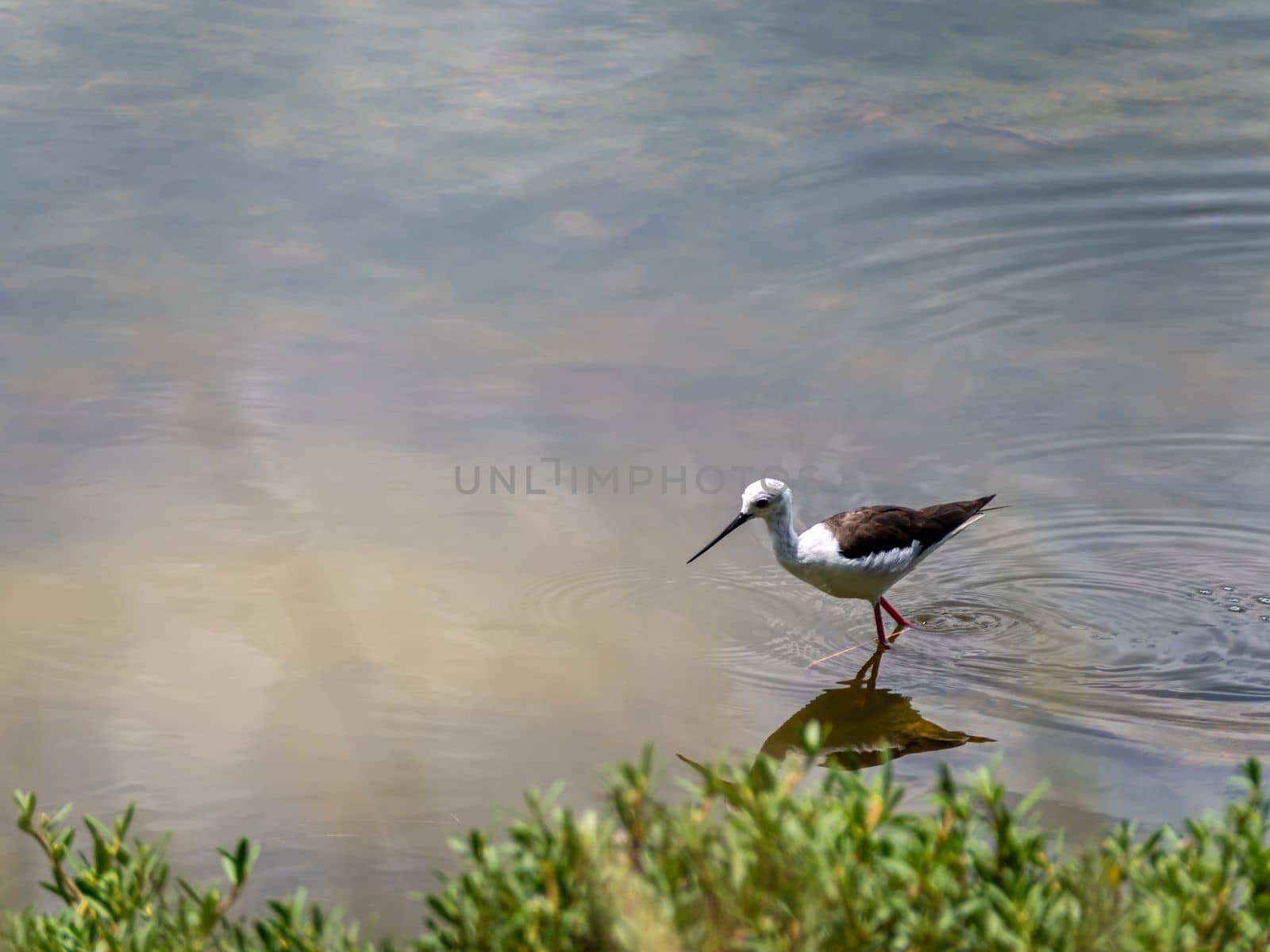 Black-winged stilt foraging for food in shallow waters of mangrove forests