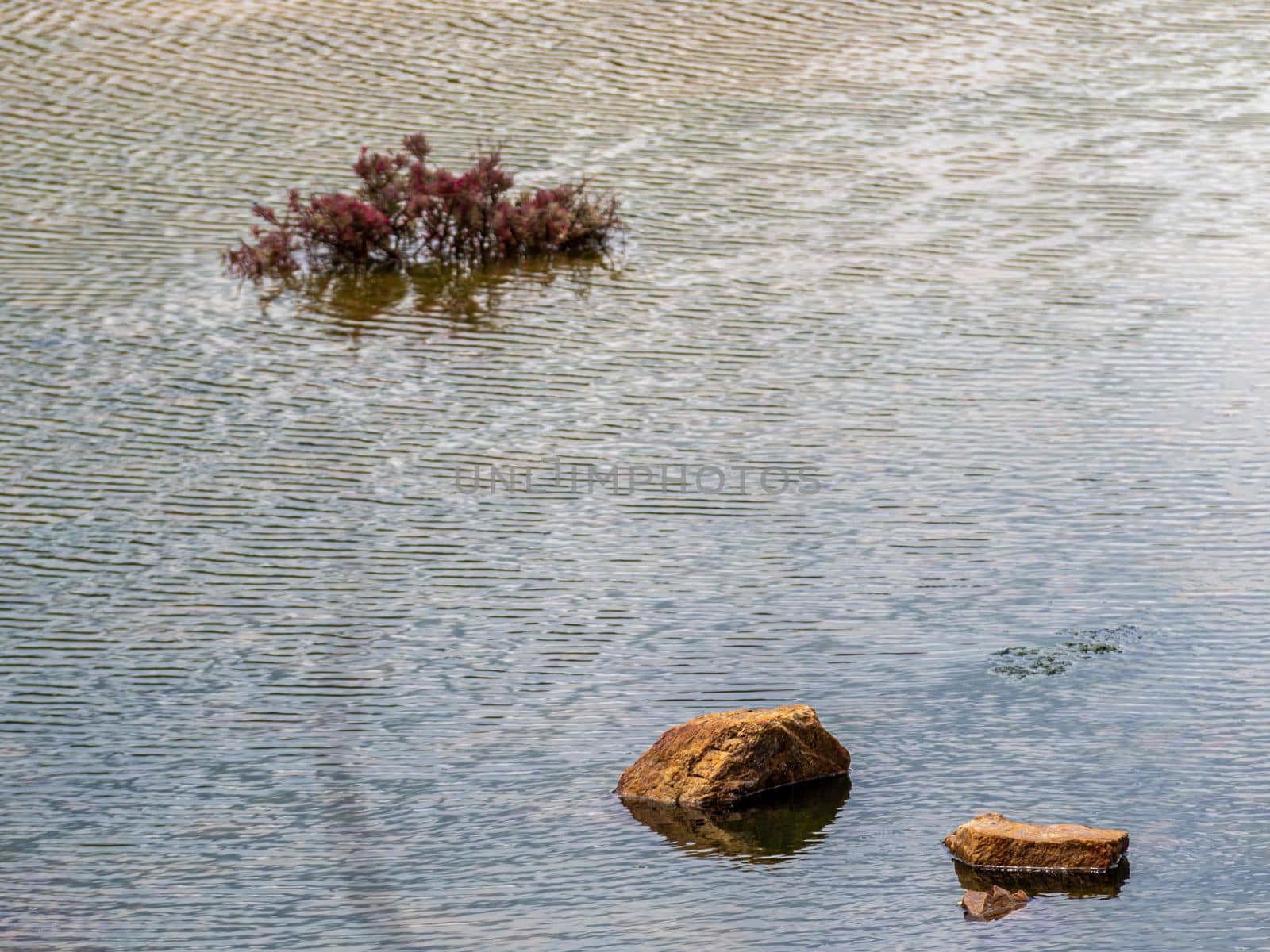 Mangrove plants with red leaves grow in clumps in the water by Satakorn