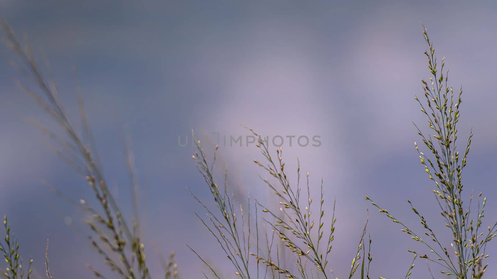 Grass flowers flutter in the wind