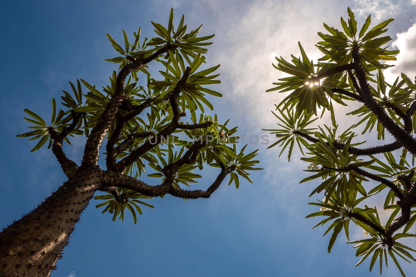 Low angle view of Madagascar palm the Spiky desert plant against blue sky