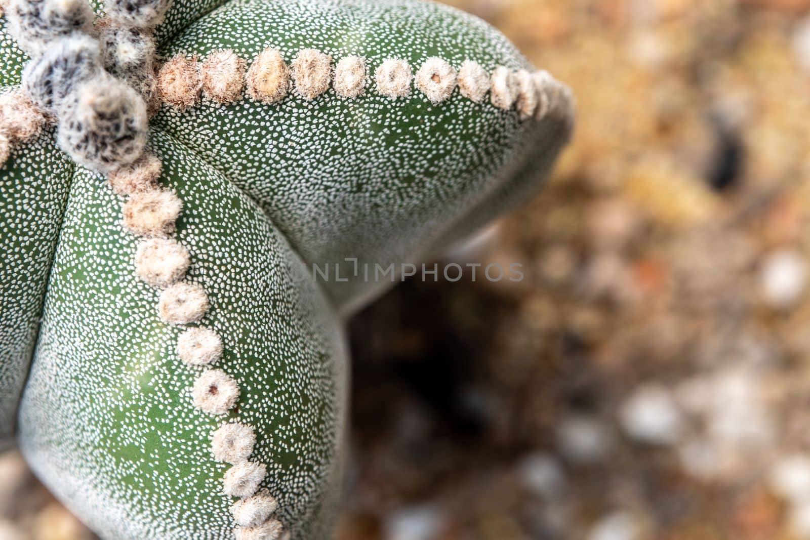 Cactus succulent plant close-up, fluffy tufts and white dot on the lobe of Astrophytum myriostigma Cactus