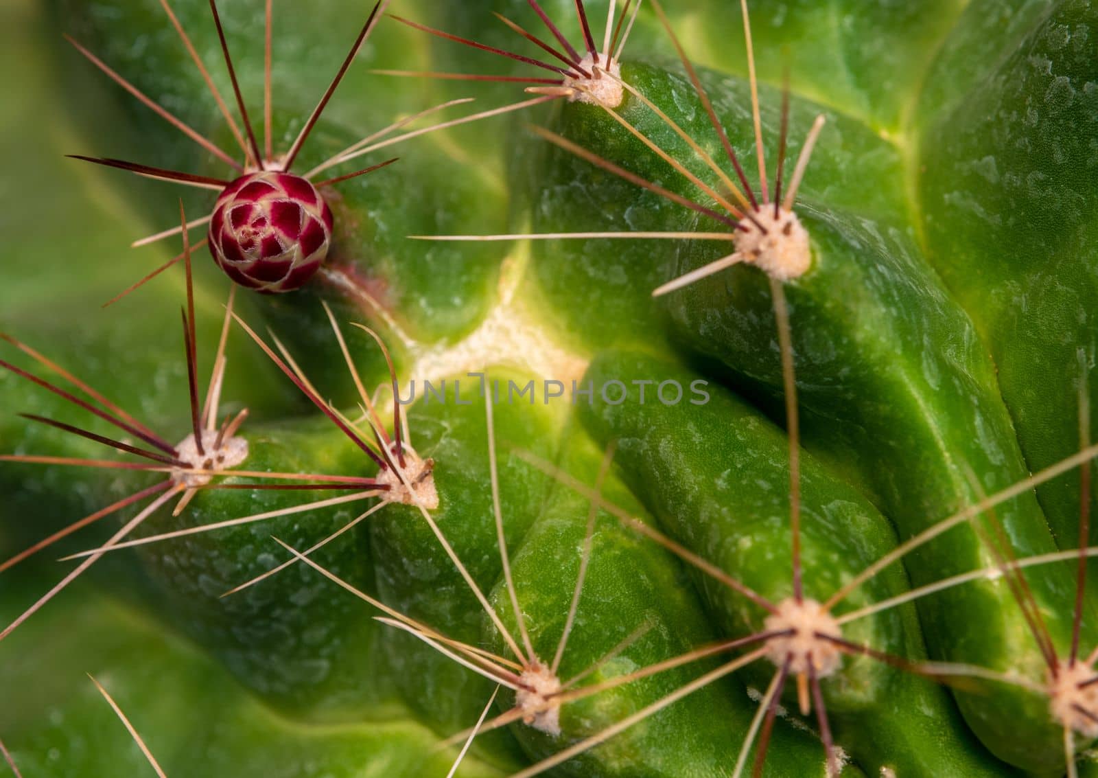 Flower buds and long thorns of cactus by Satakorn