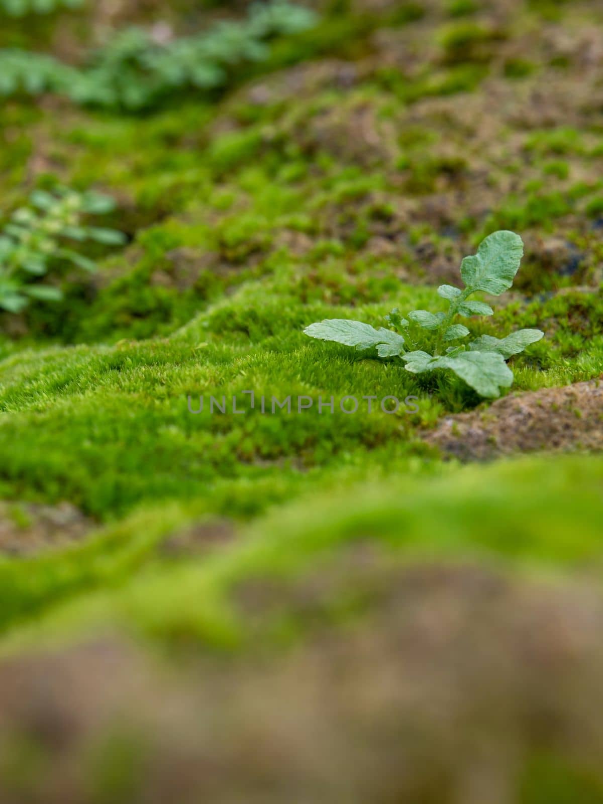 Close-up of freshness green moss growing covered on the moist stone floor, selective focus