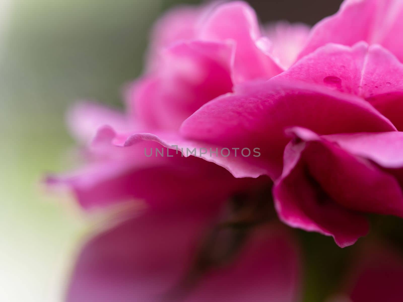 Close-up delicate Claude Brasseur rose petals as nature background