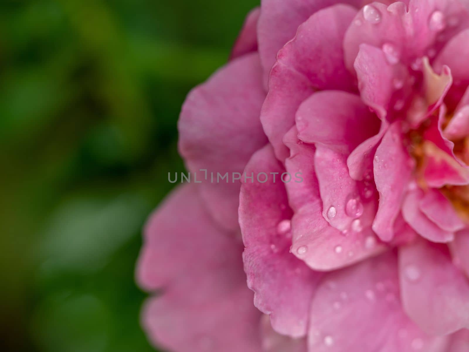 Close-up delicate Claude Brasseur rose pollens and petals as nature background