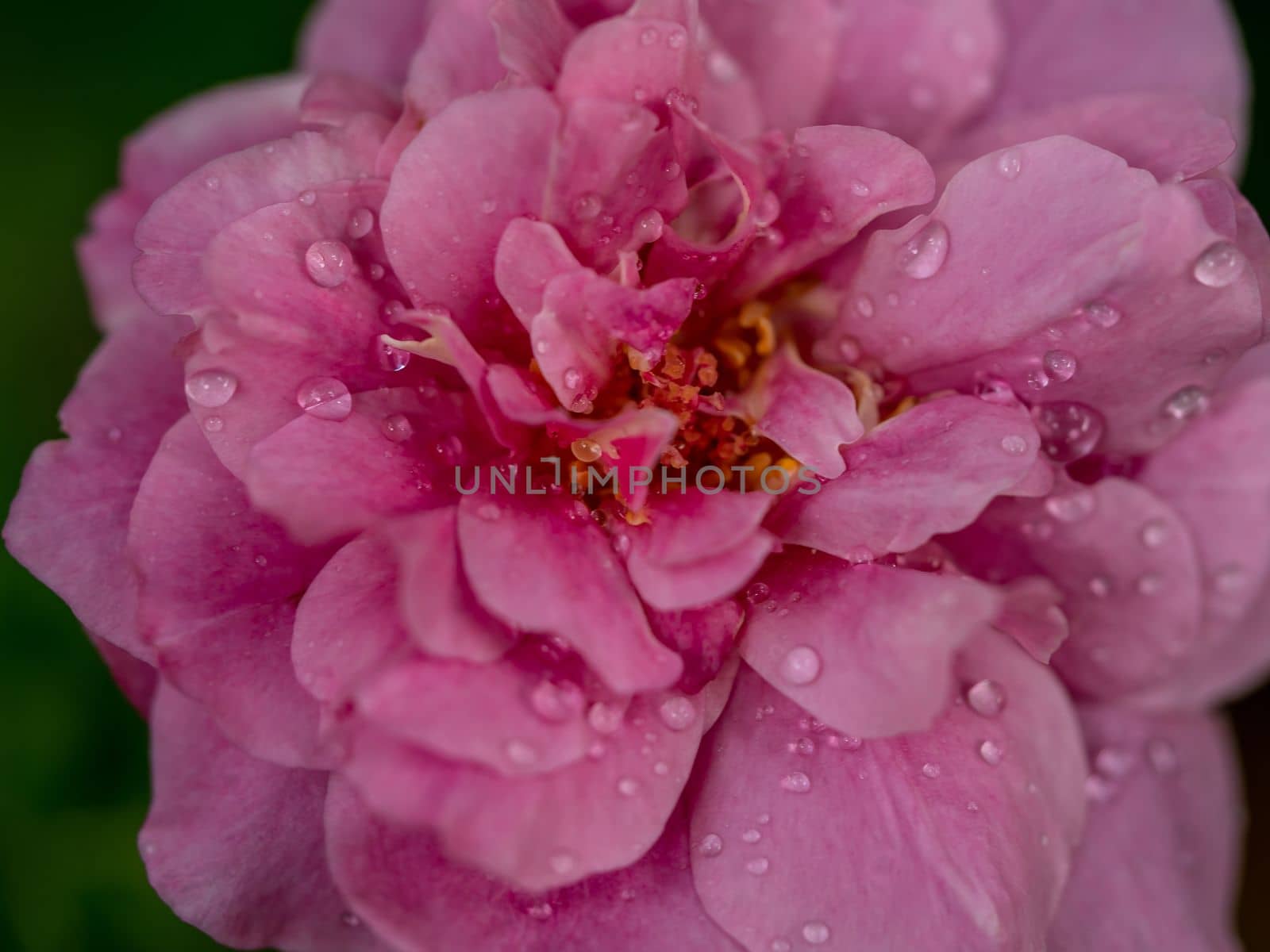 Close-up delicate Claude Brasseur rose pollens and petals as nature background