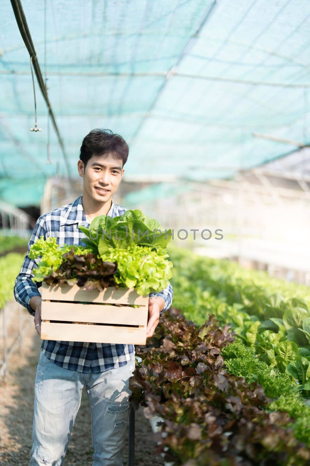 Smiling male gardener holds box of fresh green red lettuce vegetables in greenhouse garden. Young asian farmer harvest natural organic salad vegetables on hydroponic farm cultivation for healthy diet by wichayada