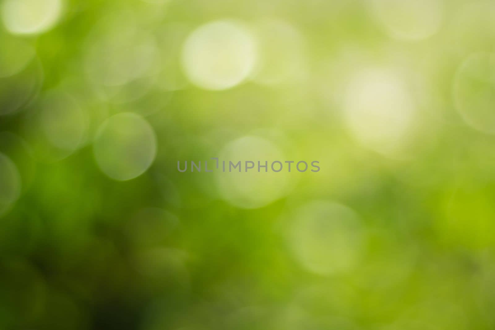 Natural outdoors bokeh background in gold sunlight with green and yellow tones, Blurred light and  leaf background with bokeh by Satakorn