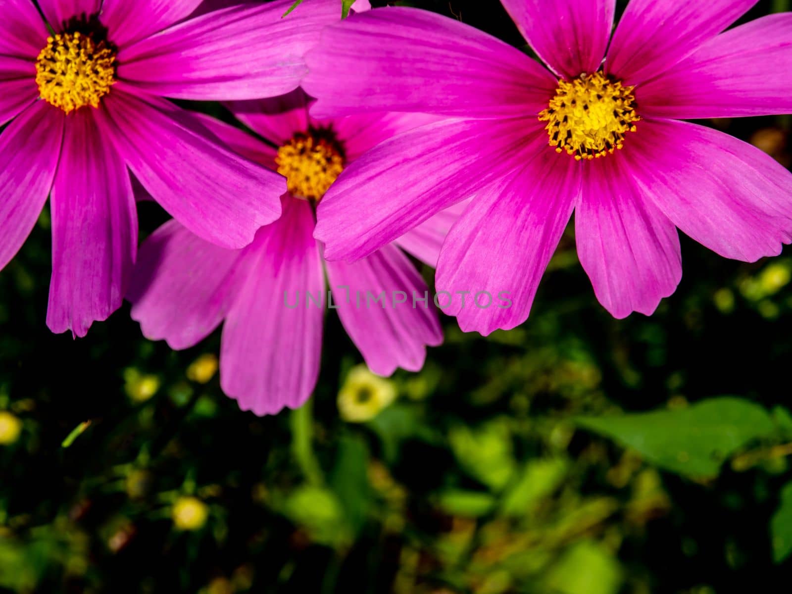 Pink color cosmos flowers in the flower field by Satakorn