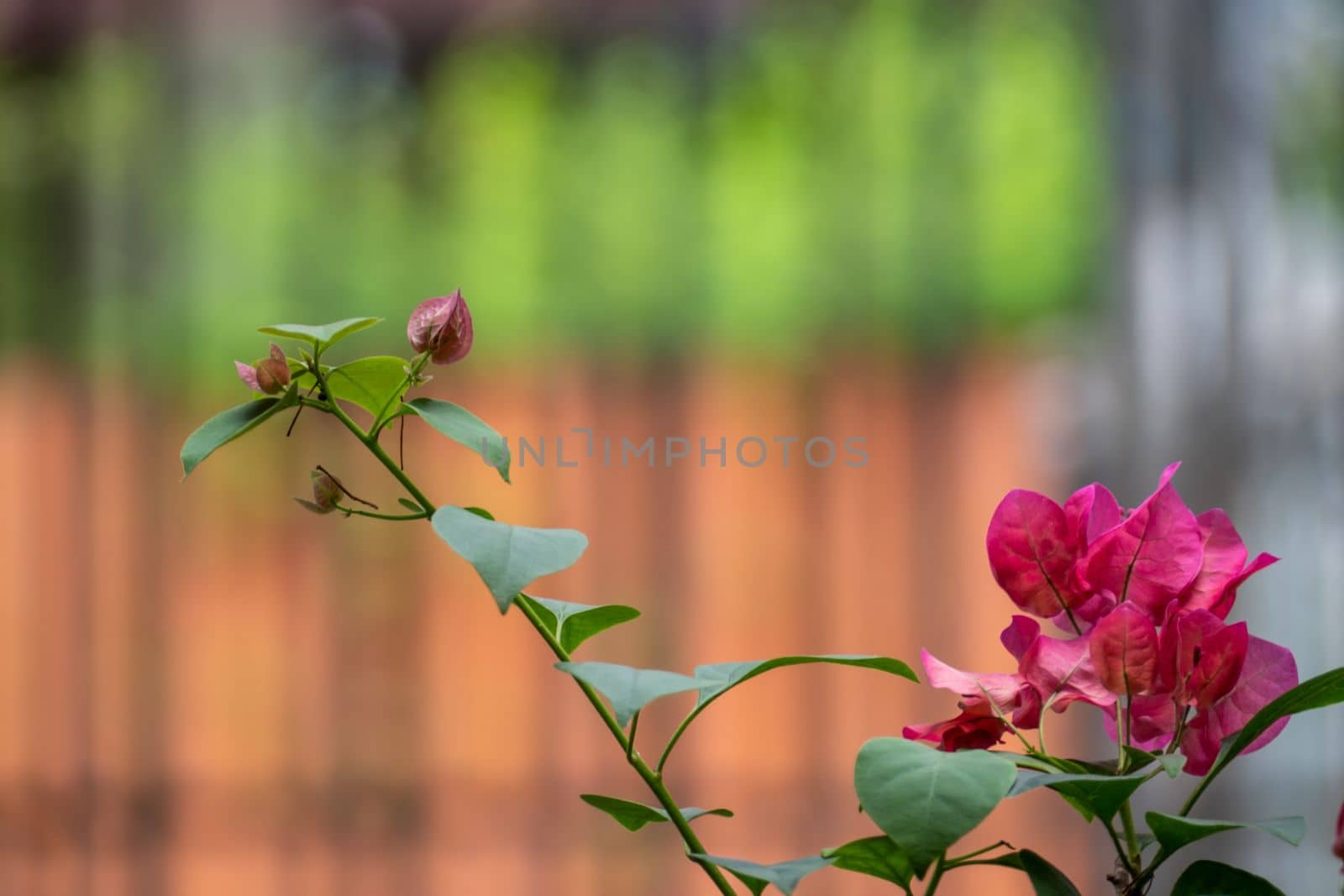 The Bougainvillea pink flower in the garden