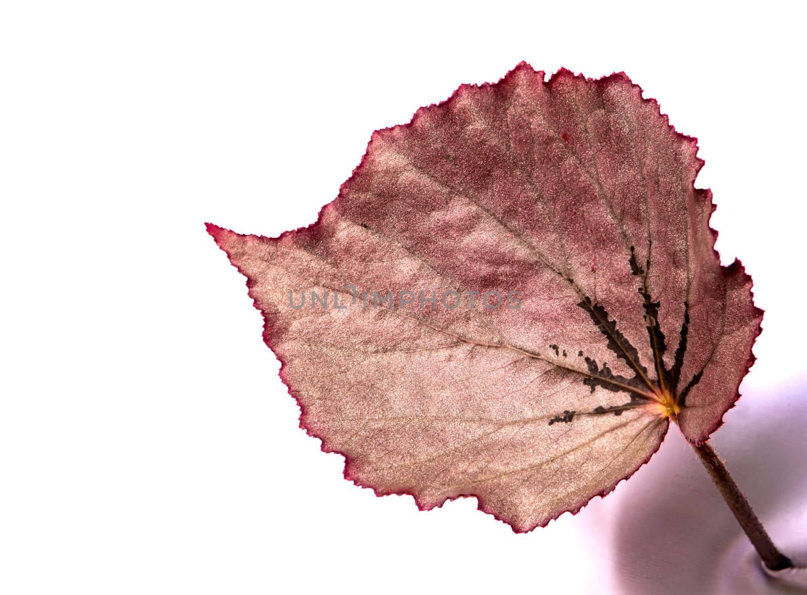 Sparkling silver shimmer on the surface of Begonia leaf by Satakorn