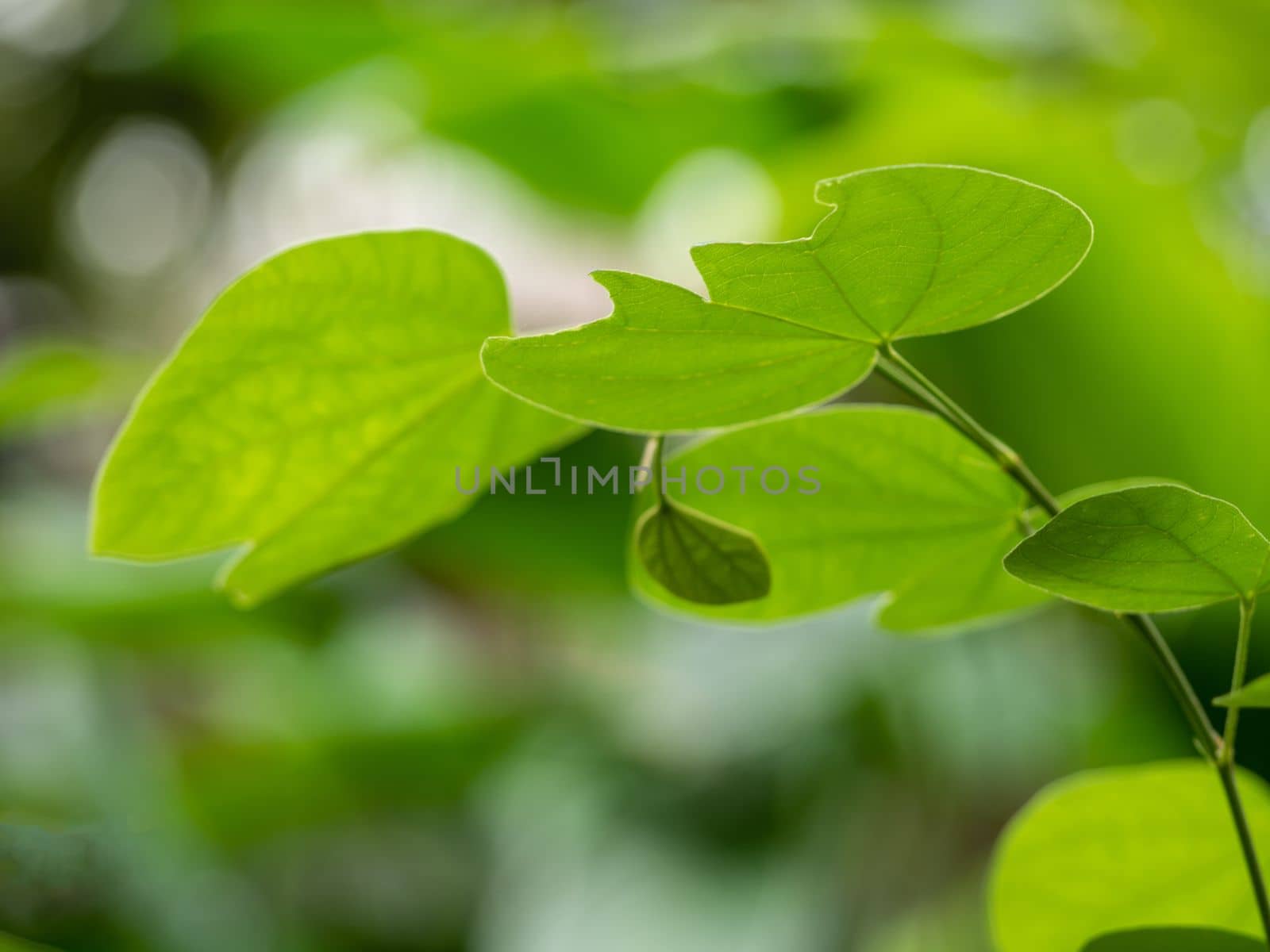 Green leaves of Snowy orchid tree and green background by Satakorn