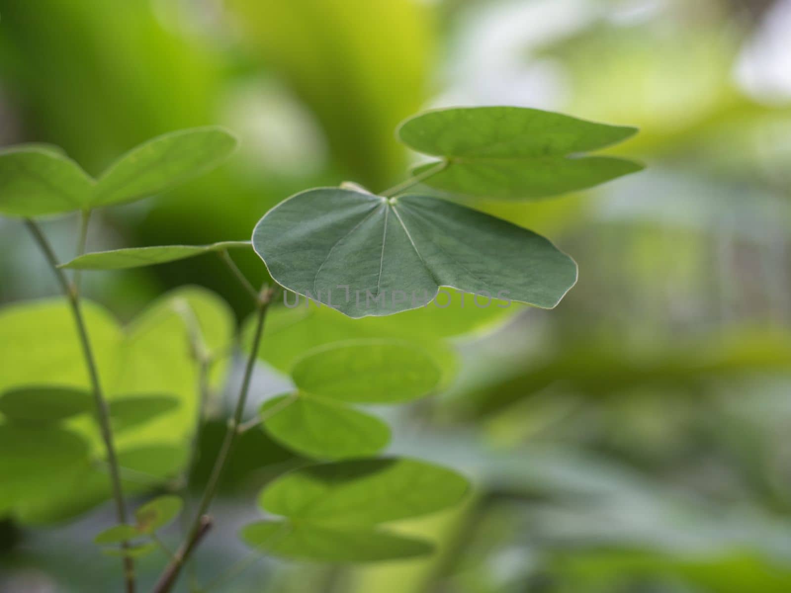 Green leaves of Snowy orchid tree and green background by Satakorn