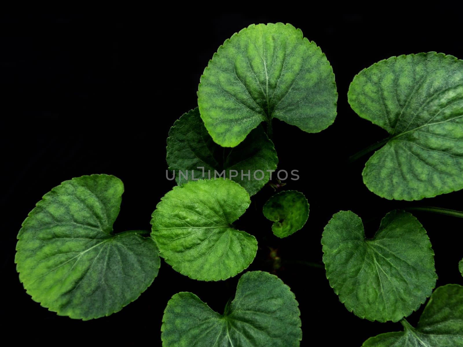 Green leaves of Viola plant on Black background by Satakorn