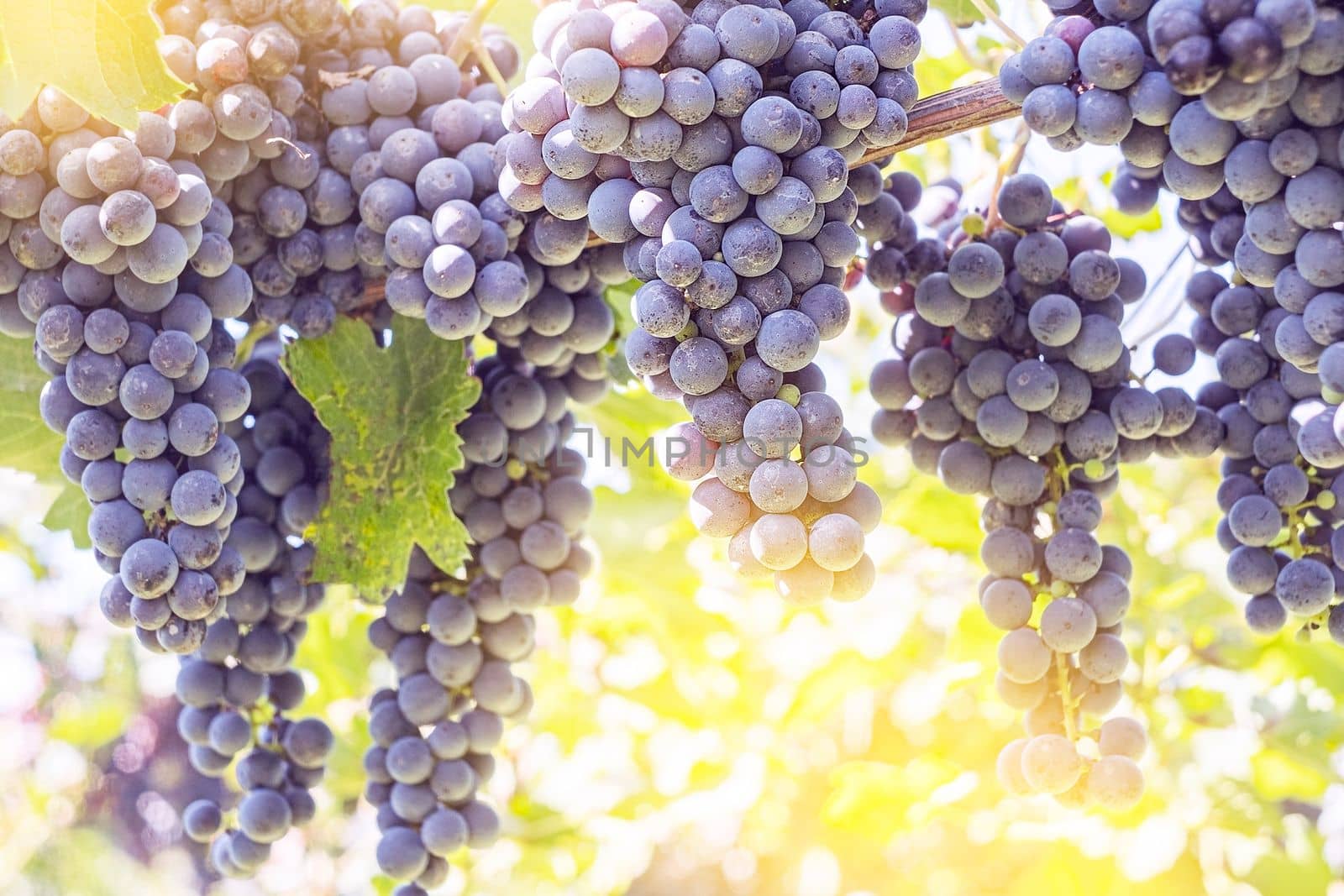 Bunches of red grapes on vine in warm light. Copy space