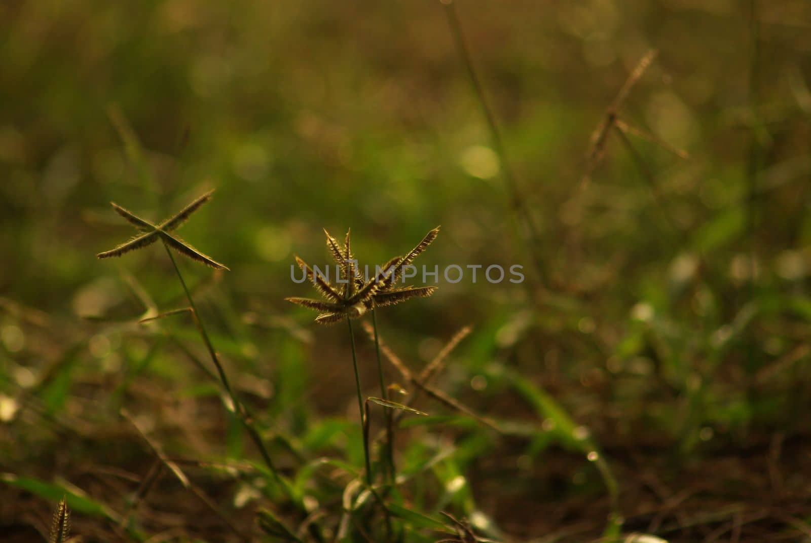 The Crowfoot grass weed field in the morning light