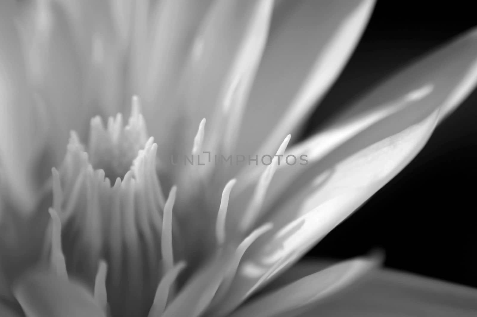 Detail of white water lily blossom flower in black and white