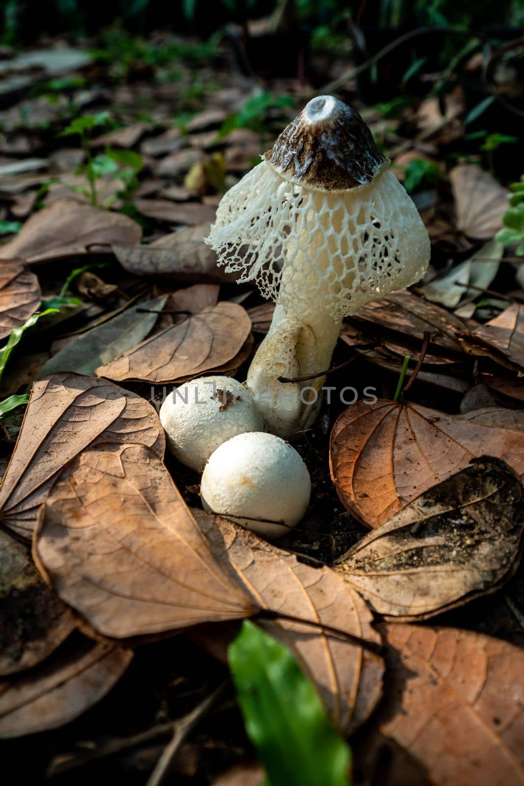 Dancing mushroom growing on the ground full of dry leaves