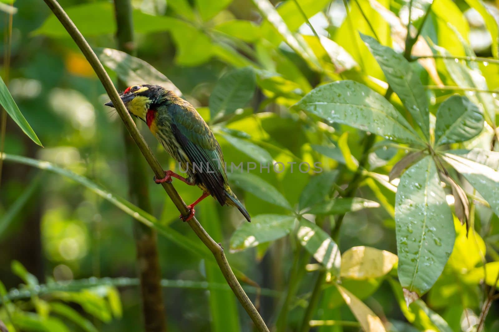 The Coppersmith barbet bird in the garden by Satakorn