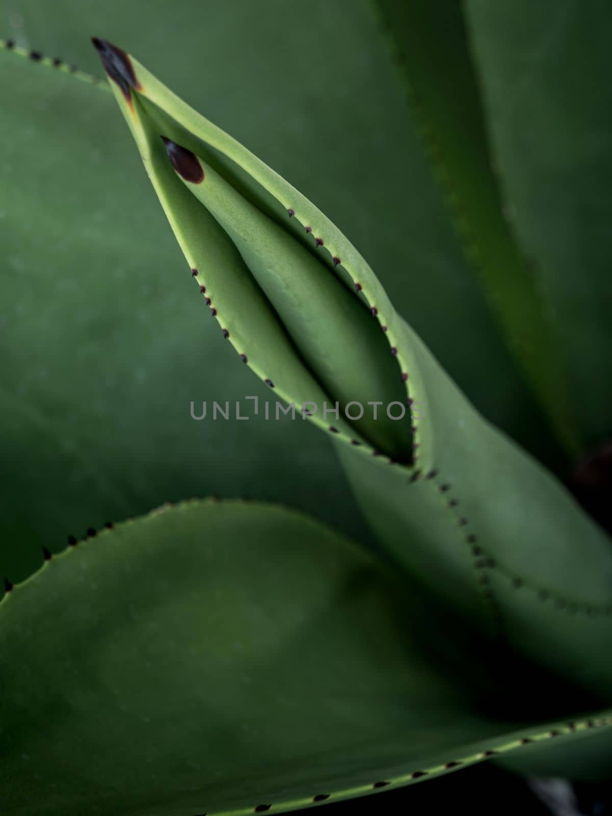 Agave succulent plant, close up white wax on freshness leaves with thorn of Agave leaf