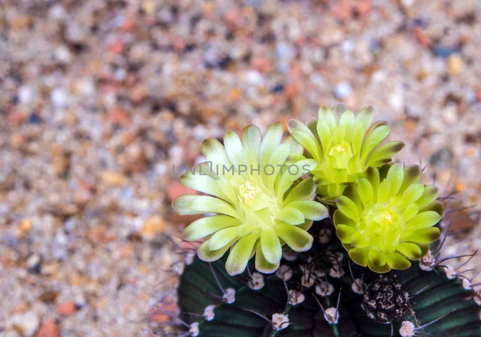 Yellow flower of Gymnocalycium cactus growing in gravel sand ground by Satakorn