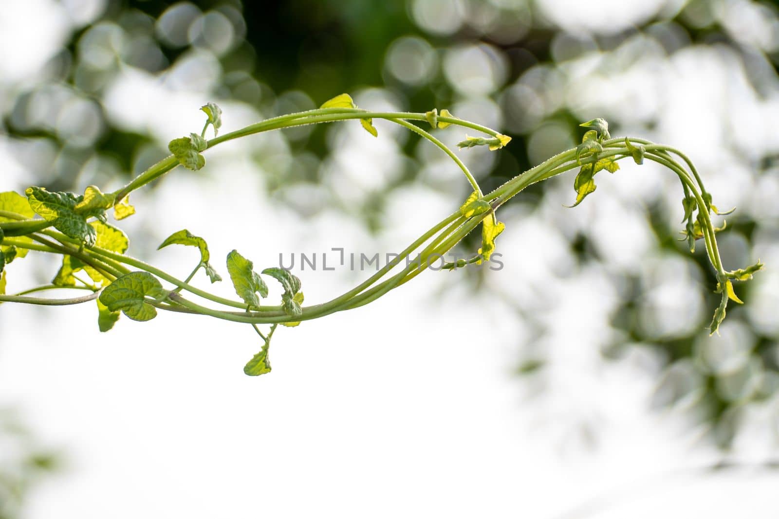 Vine of Mikania micrantha bitter vine the invasive alien species in nature by Satakorn