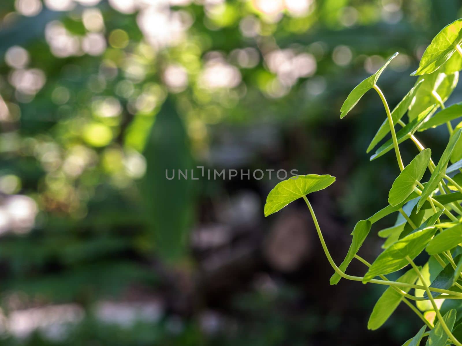 Leaves of Water Pennywort as the green background by Satakorn