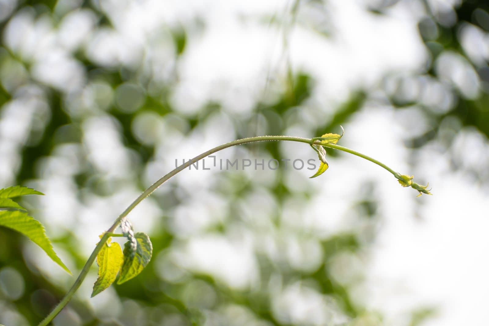 Vine of Mikania micrantha bitter vine the invasive alien species in nature by Satakorn