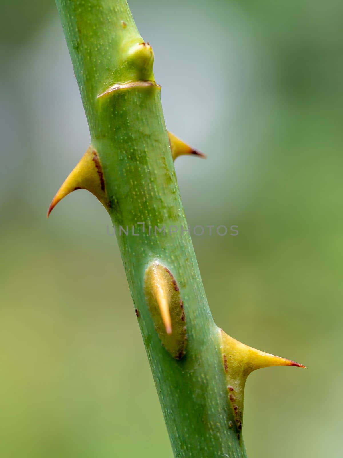 Sharp thorns on the branches of the rose tree