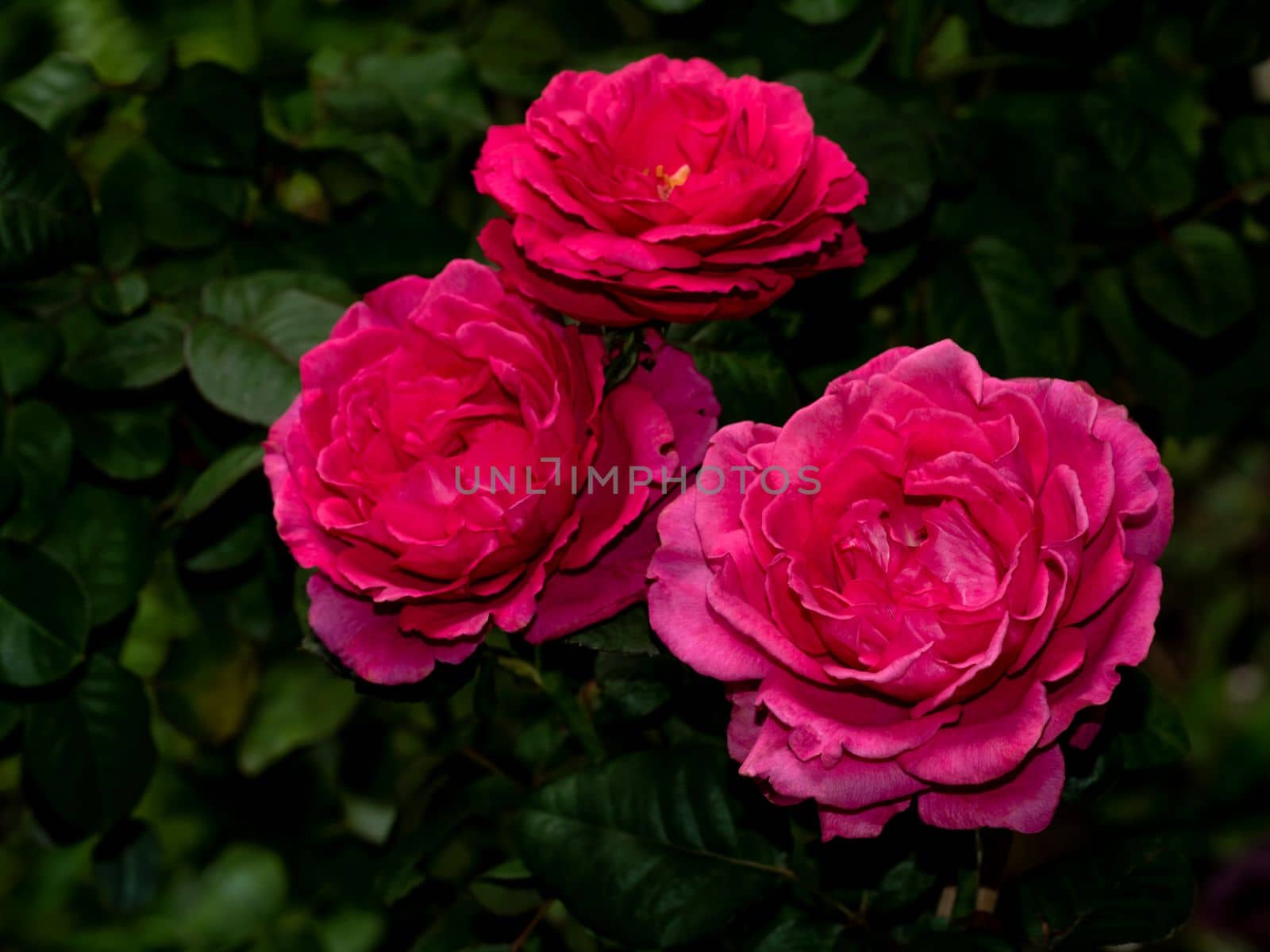 Shape and colors of Princess Kishi roses that blooming by Satakorn